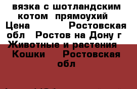 вязка с шотландским котом  прямоухий › Цена ­ 1 500 - Ростовская обл., Ростов-на-Дону г. Животные и растения » Кошки   . Ростовская обл.